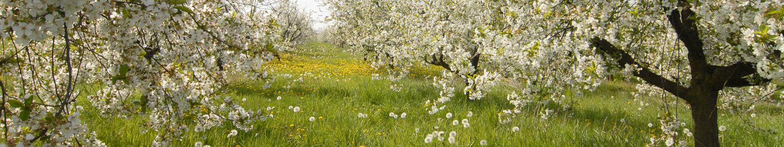 blühende Streuobstwiese ©DLR